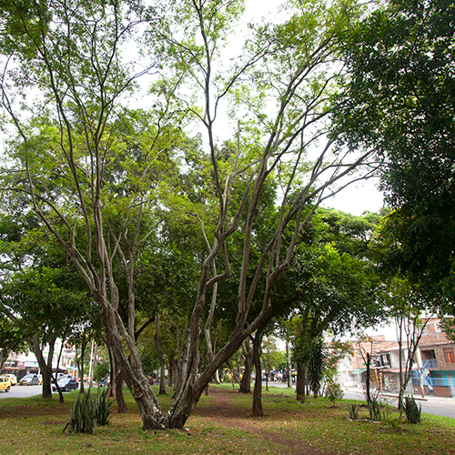 Bosque Urbano Comuna 6Ver más
